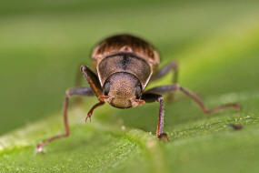 Pomatinus substriatus / Ohne deutschen Namen / Hakenkfer - Dryopidae