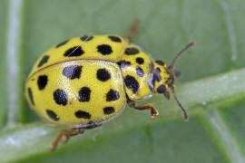 Psyllobora vigintiduopunctata / Zweiundzwanzigpunkt-Marienkfer / Marienkfer - Coccinellidae - Coccinellinae