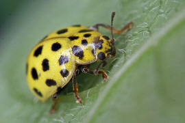 Psyllobora vigintiduopunctata / Zweiundzwanzigpunkt-Marienkfer / Marienkfer - Coccinellidae - Coccinellinae