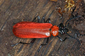 Pyrochroa coccinea / Scharlachroter Feuerkfer / Familie: Feuerkfer - Pyrochroidae