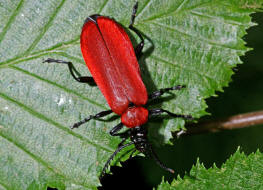 Pyrochroa coccinea / Scharlachroter Feuerkfer / Familie: Feuerkfer - Pyrochroidae