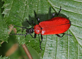 Pyrochroa coccinea / Scharlachroter Feuerkfer / Familie: Feuerkfer - Pyrochroidae