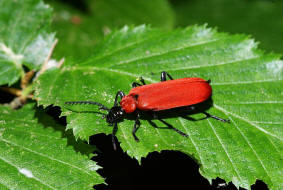 Pyrochroa coccinea / Scharlachroter Feuerkfer / Familie: Feuerkfer - Pyrochroidae