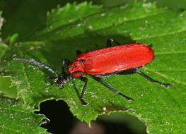 Pyrochroa coccinea / Scharlachroter Feuerkfer / Familie: Feuerkfer - Pyrochroidae