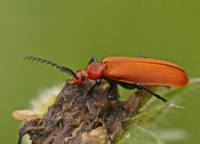 Pyrochroa serraticornis / Rotkpfiger Feuerkfer / Feuerkfer - Pyrochroidae