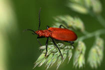 Pyrochroa serraticornis / Rotkpfiger Feuerkfer / Feuerkfer - Pyrochroidae