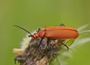 Pyrochroa serraticornis / Rotkpfiger Feuerkfer / Feuerkfer - Pyrochroidae