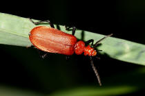 Pyrochroa serraticornis / Rotkpfiger Feuerkfer / Feuerkfer - Pyrochroidae