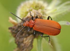 Pyrochroa serraticornis / Rotkpfiger Feuerkfer / Feuerkfer - Pyrochroidae