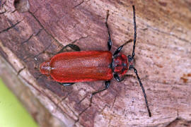 Pyrrhidium sanguineum / Rothaarbock / Bockkfer - Cerambycidae