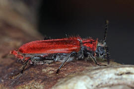 Pyrrhidium sanguineum / Rothaarbock / Bockkfer - Cerambycidae