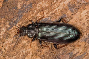 Pytho depressus / Blauschwarzer Drachenkfer / Drachenkfer - Pythidae