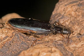 Pytho depressus / Blauschwarzer Drachenkfer / Drachenkfer - Pythidae