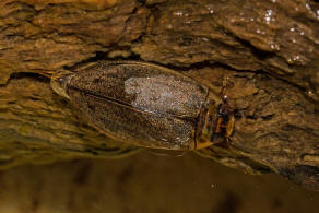 Rhantus suturalis / Punktierter Tauchschwimmer / Schwimmkfer - Dytiscidae