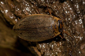 Rhantus suturalis / Punktierter Tauchschwimmer / Schwimmkfer - Dytiscidae