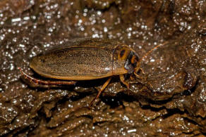 Rhantus suturalis / Punktierter Tauchschwimmer / Schwimmkfer - Dytiscidae