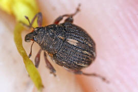 Rhinoncus pericarpius / Ampfer-Dicknase / Rsselkfer - Curculionidae - Ceutorhynchinae