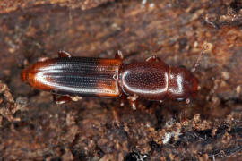 Rhizophagus dispar / Ohne deutschen Namen / Rindenglanzkfer - Monotomidae