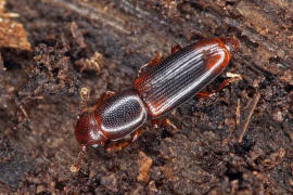 Rhizophagus dispar / Ohne deutschen Namen / Rindenglanzkfer - Monotomidae