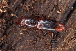 Rhizophagus dispar / Ohne deutschen Namen / Rindenglanzkfer - Monotomidae