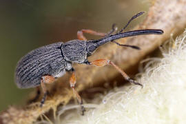 Rhopalapion longirostre / "Langrssliges Stockrosen-Spitzmuschen" / Spitzmausrssler - Apionidae / berfamilie: Rsselkfer - Curculionoidea