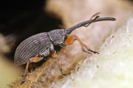 Rhopalapion longirostre / "Langrssliges Stockrosen-Spitzmuschen" / Spitzmausrssler - Apionidae / berfamilie: Rsselkfer - Curculionoidea