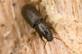 Rhyncolus punctatulus / Punktierter Baumhhlenrssler / Rsselkfer - Curculionidae - Cossoninae