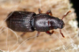 Rhyncolus punctatulus / Punktierter Baumhhlenrssler / Rsselkfer - Curculionidae - Cossoninae