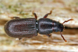 Rhyncolus punctatulus / Punktierter Baumhhlenrssler / Rsselkfer - Curculionidae - Cossoninae