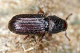 Rhyncolus punctatulus / Punktierter Baumhhlenrssler / Rsselkfer - Curculionidae - Cossoninae