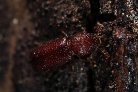 Rhyzopertha dominica / Getreidekapuziner / Holzbohrkfer - Bostrichidae