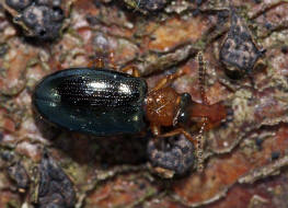 Salpingus ruficollis / Ohne deutschen Namen / Scheinrssler - Salpingidae