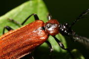 Schizotus pectinicornis / Orangefarbener Feuerkfer / Kleiner Feuerkfer / Familie: Feuerkfer - Pyrochroidae