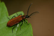 Schizotus pectinicornis / Orangefarbener Feuerkfer / Kleiner Feuerkfer / Familie: Feuerkfer - Pyrochroidae