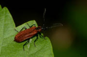 Schizotus pectinicornis / Orangefarbener Feuerkfer / Kleiner Feuerkfer / Familie: Feuerkfer - Pyrochroidae