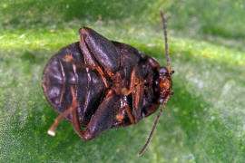 Scirtes hemisphaericus / Ohne deutschen Namen / Sumpffieberkfer- Scirtidae