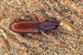 Silvanus unidentatus / Ohne deutschen Namen / Raubplattkfer - Silvanidae