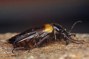 Sitaris muralis / Schmalflgeliger Pelzbienen-lkfer / lkfer - Meloidae