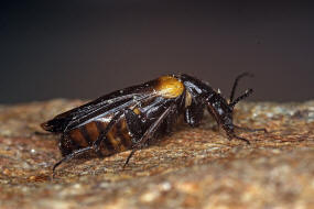 Sitaris muralis / Schmalflgeliger Pelzbienen-lkfer / lkfer - Meloidae