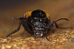 Sitaris muralis / Schmalflgeliger Pelzbienen-lkfer / lkfer - Meloidae