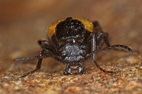 Sitaris muralis / Schmalflgeliger Pelzbienen-lkfer / lkfer - Meloidae