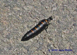 Berberomeloe majalis / Ohne deutschen Namen / lkfer - Meloidae