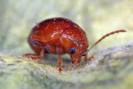 Sphaeroderma rubidum / Flockenblumen-Flohkfer / Blattkfer - Chrysomelidae - Alticinae