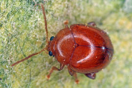 Sphaeroderma rubidum / Flockenblumen-Flohkfer / Blattkfer - Chrysomelidae - Alticinae