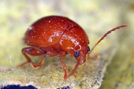 Sphaeroderma rubidum / Flockenblumen-Flohkfer / Blattkfer - Chrysomelidae - Alticinae