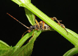 Stenocorus meridianus - Variabler Stubbenbock / Bockkfer - Cerambycidae - Lepturinae