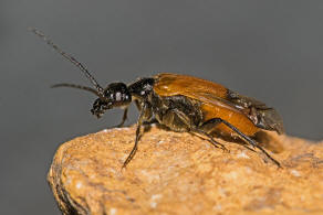 Stenoria analis / Seidenbienen-lkfer / lkfer - Meloidae