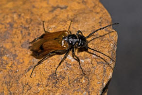 Stenoria analis / Seidenbienen-lkfer / lkfer - Meloidae