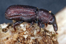 Stereocorynes truncorum / Balkenrssler / Rsselkfer - Curculionidae - Cossininae