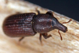 Stereocorynes truncorum / Balkenrssler / Rsselkfer - Curculionidae - Cossininae